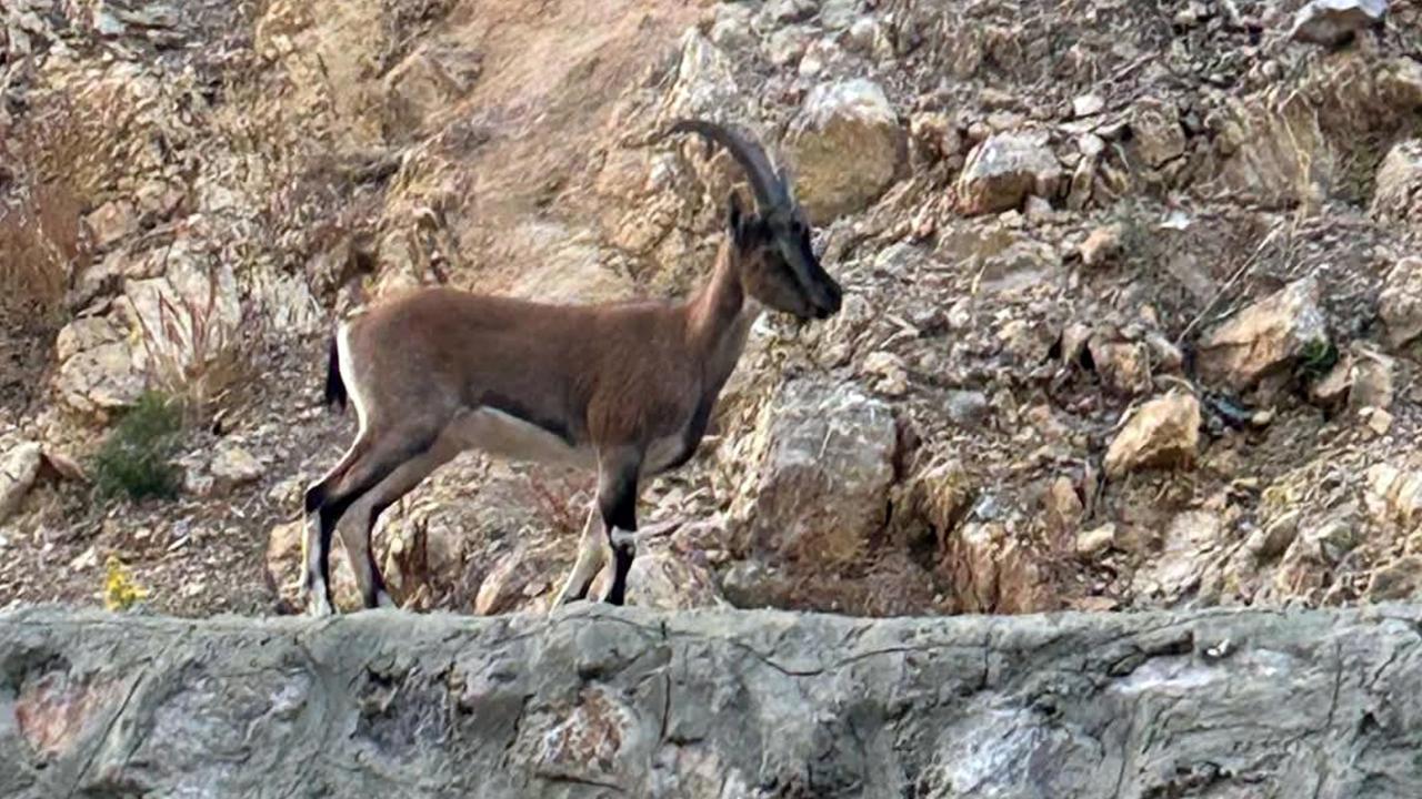 Yaban keçisini avlayan kişiye 661 bin lira ceza kesildi