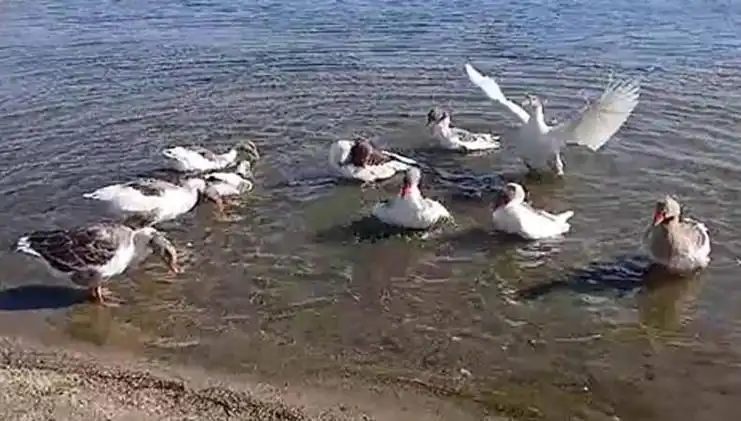 Kazların Denizde Yüzmeleri Skandala Neden Oldu: Kümese Kapatıldılar!