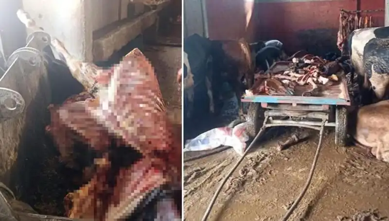 Adana’da Şok: 2,5 Ton At Eti Ele Geçirildi, 4 At Son Anda Kurtarıldı!
