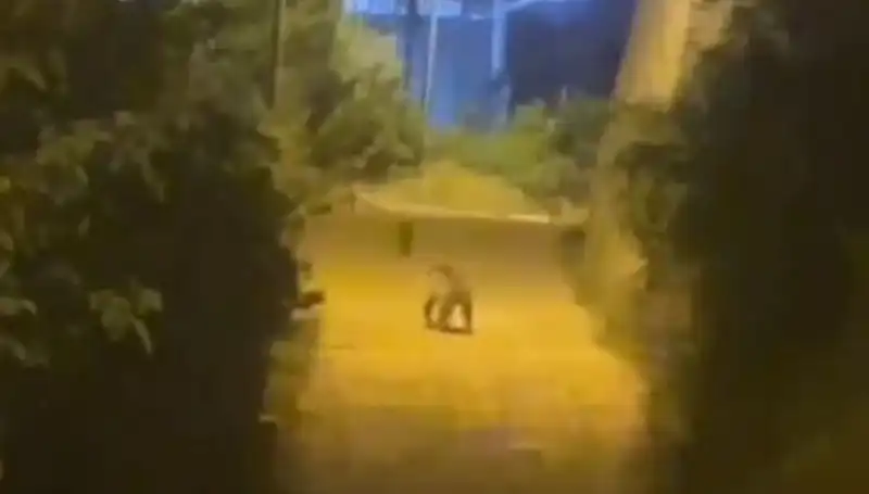 Gümüşhane'de Şehir Merkezine İnen Ayı: Vatandaşlar Tedirgin!