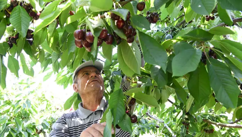 Lapseki Devi: Çay Bardağına Sığmayan Devasa Okyanus Canavarı