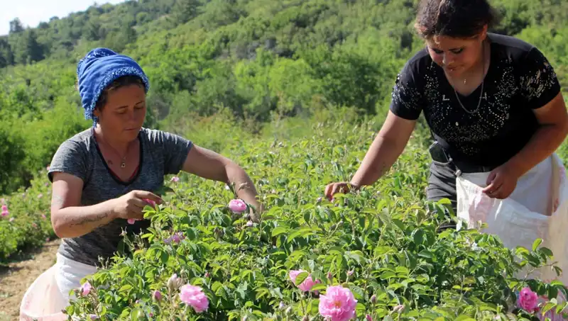 Zirai Donun Etkisi: Gülle Tarım Sektörü Neler Kaybediyor?