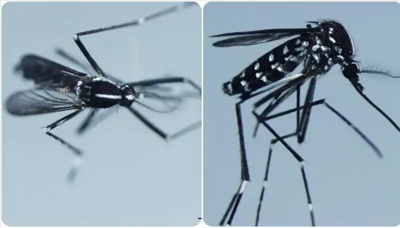 Chikungunya Virüsü: Tehlike Yüzde Mi? Görüldüğü Ülkeler ve Belirtiler
