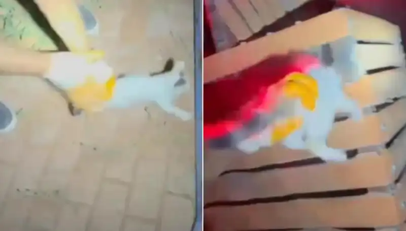 Gece Yarısı İtfaiyeden Kedi Kurtarma Operasyonu: Kahramanlar Göreve Koştu