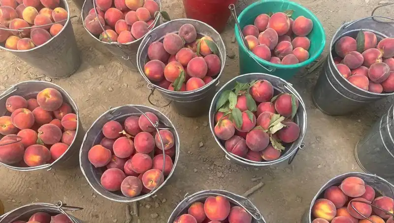 Hasat Zamanı: Çiftçiler Yüzde Yüz Memnun, Fiyatlar 100 Lirayı Geçti!