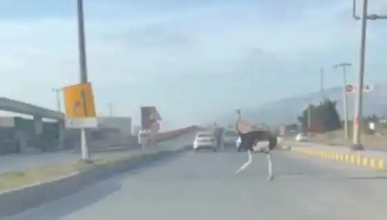 Hatay Trafiğinde Beklenmedik Misafir: Deve Kuşu Kazası!