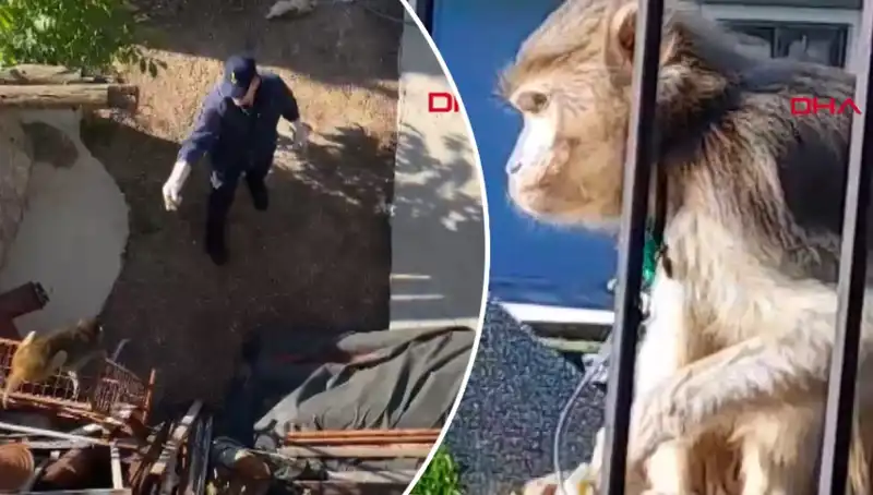 Muğla'da Polisiye Komedi: Maymun Kovalamacası Sokakları Sardı