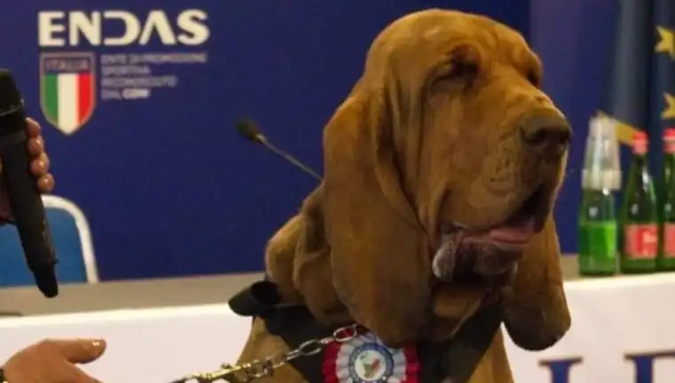Arama Köpeğine Suikast: Çivili Sosisle Öldürülen Kahraman Canlı!