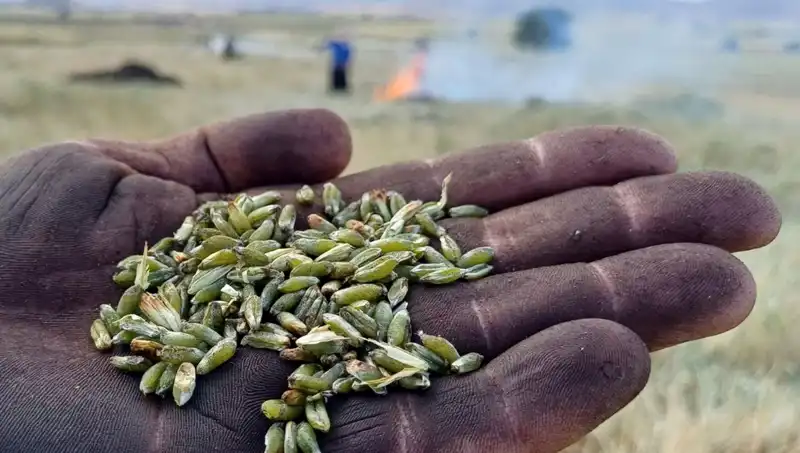 Yeni Firik Sezonu Başladı: Bu Lezzeti Kaçırmayın!