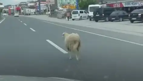 Yalova’da Kaçan Kurbanlıklar Trafik Akışını Alt Üst Etti!