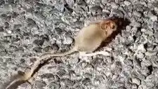 Tunceli'de Görüntülenen Arap Tavşanı, Doğa Severlerin İlgisini Çekti!