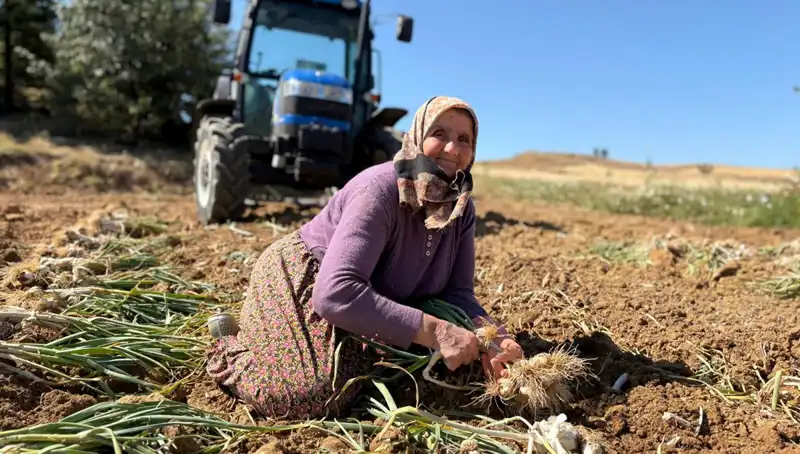 Türkiye’nin Selenyum Hazinesi: Bin 200 Liraya Tarladan Toplanan Mucizevi Bitki