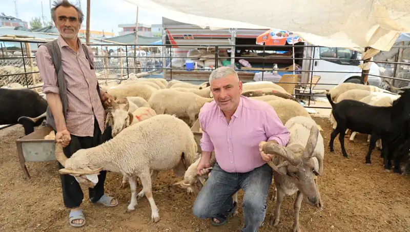 Kurban Pazarı İçin Özel Olarak Yetiştirilen 4 Boynuzlu Koçlar Göz Dolduruyor