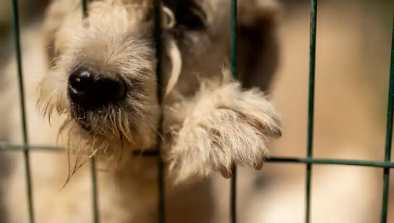 İş Stresi: İnsanlardan Köpeklere Yayılan Bir Tehlike