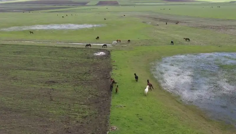 Kars'ın Büyüleyici Doğasında Yılkı Atlarının Eşsiz Görüntüsü