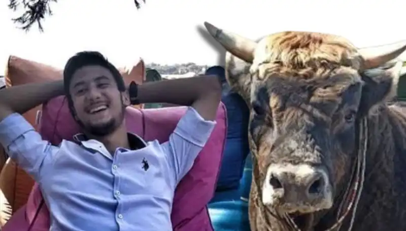 Aydın'da Şok Eden Olay: Güreş Boğası Kaza Sonucu Hayatını Kaybetti